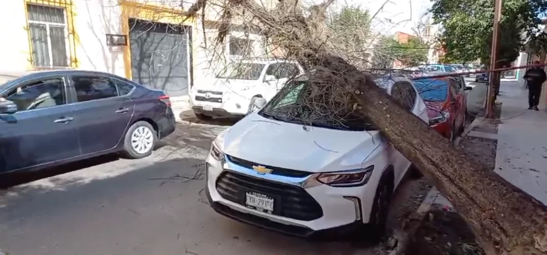 Fuertes vientos derriban un árbol sobre un vehículo en Zona Centro de Durango