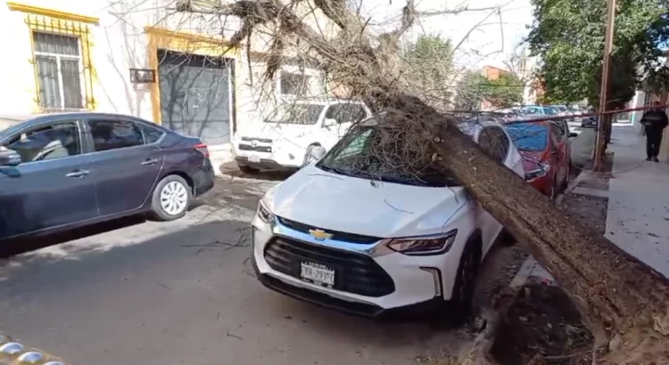 Fuertes vientos derriban un árbol sobre un vehículo en Zona Centro de Durango