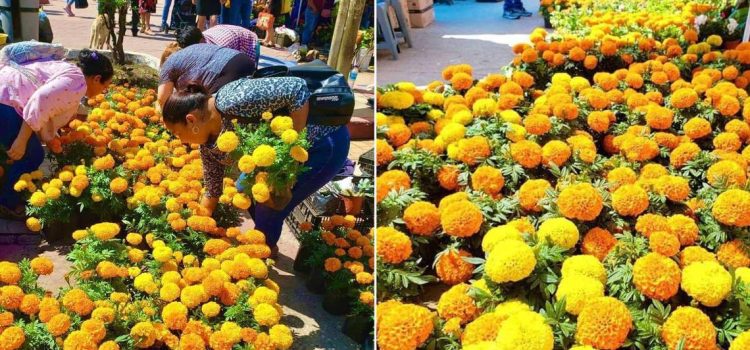 Repunte de ventas de flores