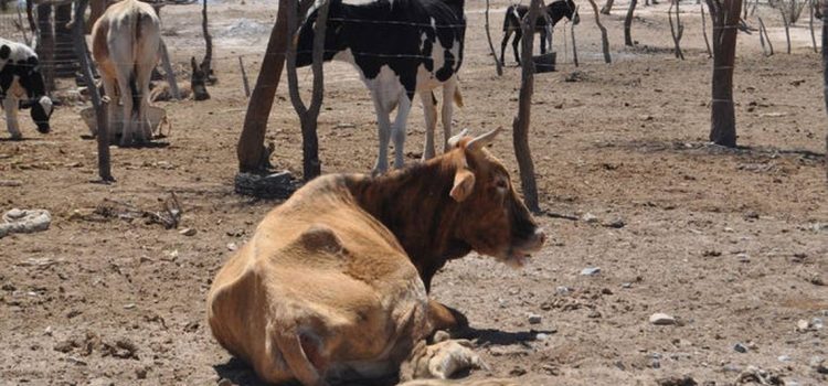 En riesgo animales por falta de agua