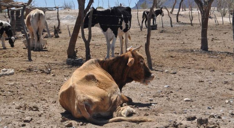 En riesgo animales por falta de agua