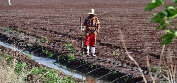 Comienza el Ciclo Agrícola Primavera Verano 2024