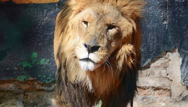 Mantienen mayor cuidado de “Pechocho”, el león más longevo