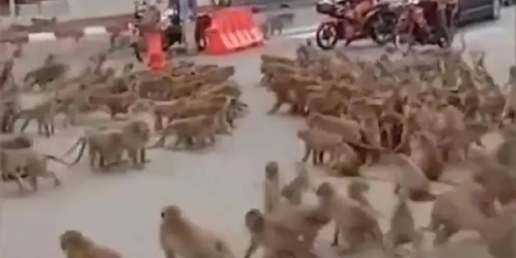 Bandas de monos se adueñan de las calles… la policía ya capturó al líder