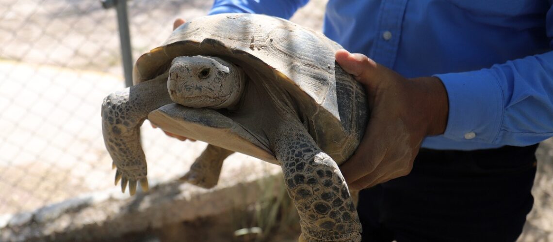 Aprueban proyecto, buscan conservar las especies de tortugas