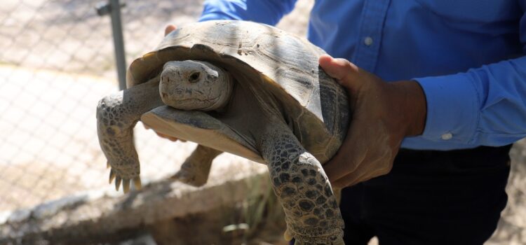 Aprueban proyecto, buscan conservar las especies de tortugas