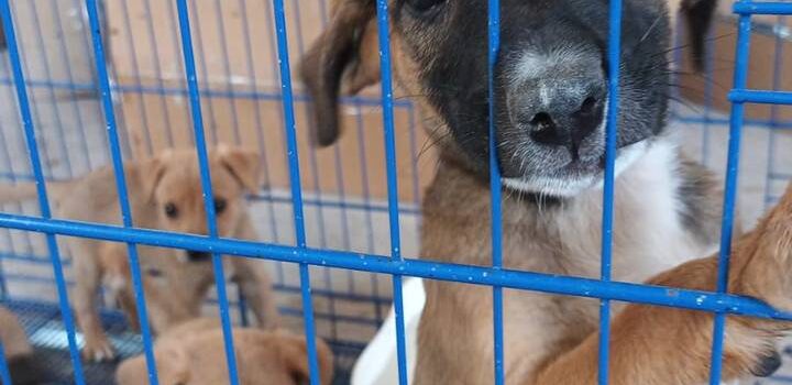 Realizan programa “Adopción de Mascotas”