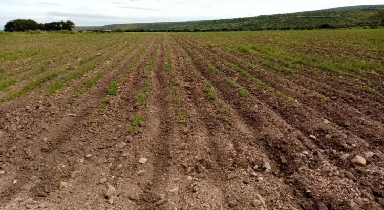 Campesinos esperan buena temporada de lluvias