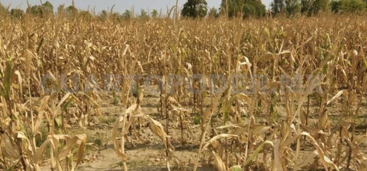 Encarece la sequía los insumos utilizados en el campo