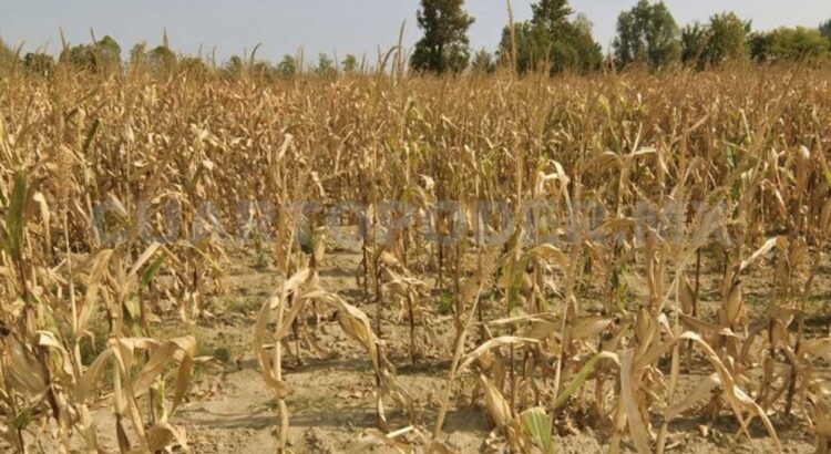 Encarece la sequía los insumos utilizados en el campo