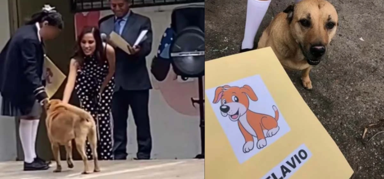 Flavio, el perrito callejero que se graduó y conquistó TikTok