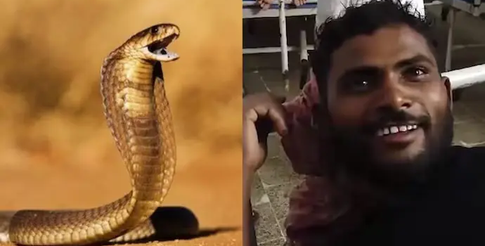 Un hombre en India responde a mordida de serpiente… ¡mordiéndola de vuelta!