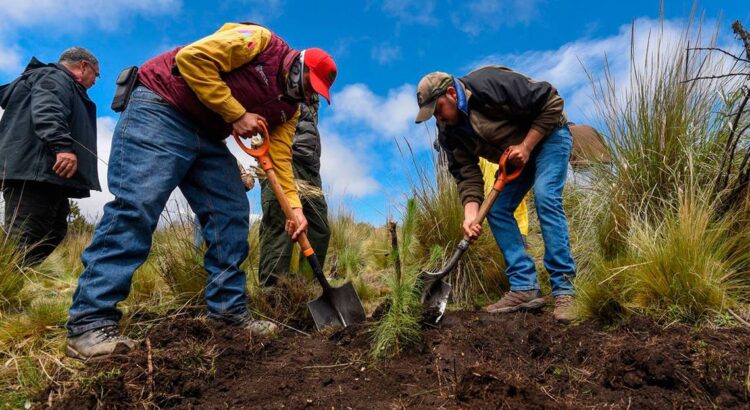 Se reforestan parajes turísticos afectados por incendios