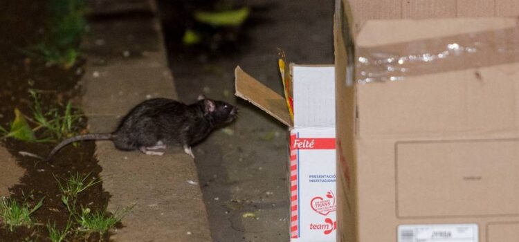 Hay plaga de ratas en el centro Histórico; advierte regidora