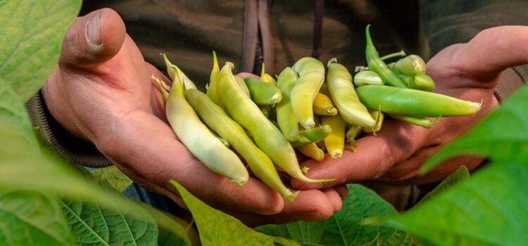 Durango tiene impacto negativo en el ciclo agrícola