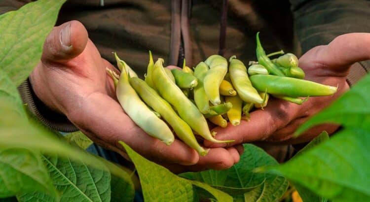 Durango tiene impacto negativo en el ciclo agrícola