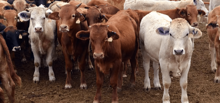 Piden a ganaderos no caer en ventas de pánico por presencia de gusano barrenador Piden a ganaderos no caer en ventas de pánico por presencia de gusano barrenador