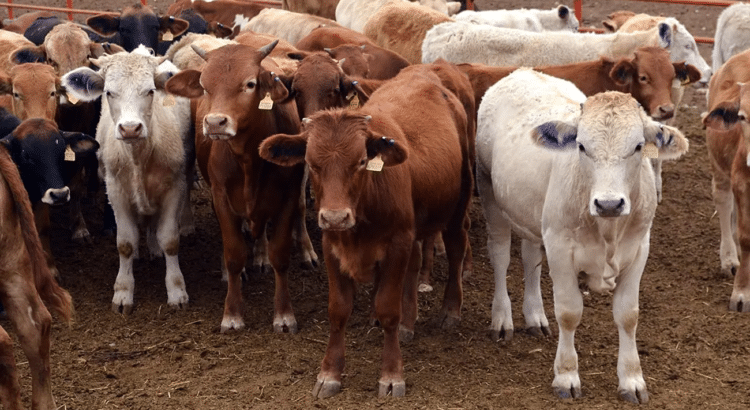 Piden a ganaderos no caer en ventas de pánico por presencia de gusano barrenador