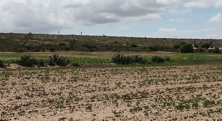Denuncian abandono del gobierno federal: CNC