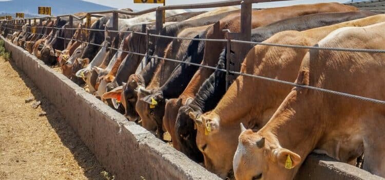 Invierten 70 MDD para combatir el gusano barrenador