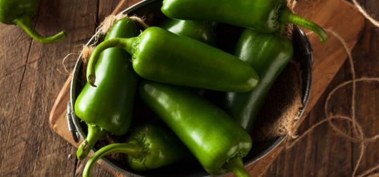 La producción de Chile es una opción en La Laguna