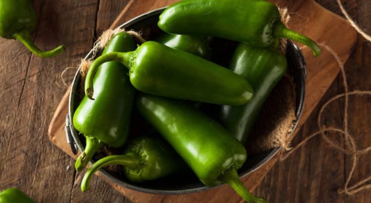 La producción de Chile es una opción en La Laguna