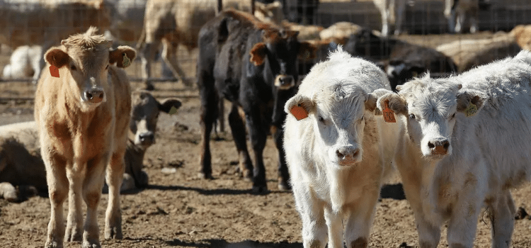 En abril aumentará la exportación de ganado a Estados Unidos