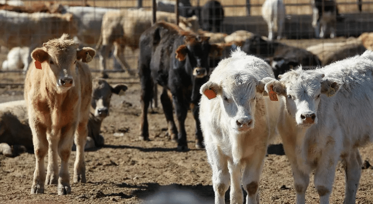 En abril aumentará la exportación de ganado a Estados Unidos