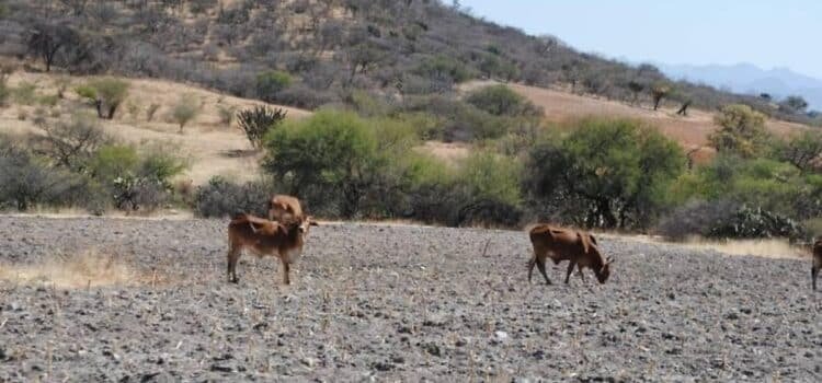 Año difícil para el campo; se esperan pocas lluvias en Durango