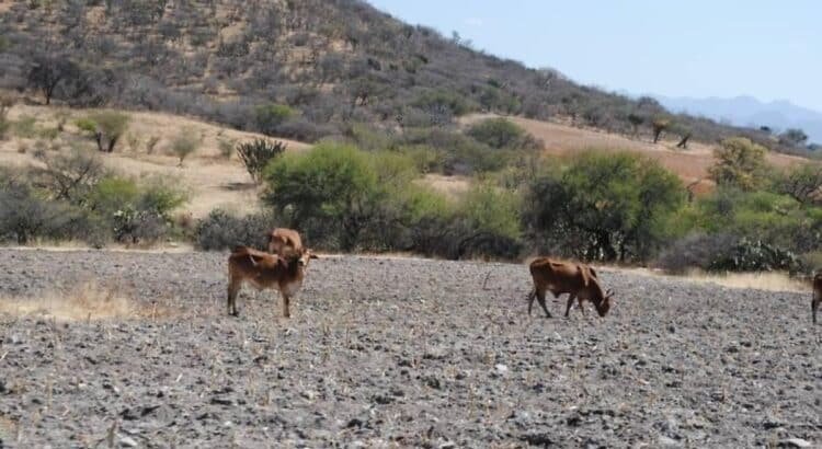 Año difícil para el campo; se esperan pocas lluvias en Durango