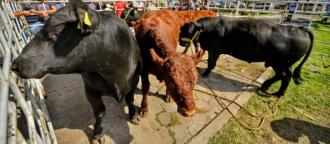 Está en peligro exportación de ganado por el gusano barrenador