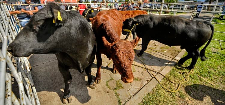 Está en peligro exportación de ganado por el gusano barrenador