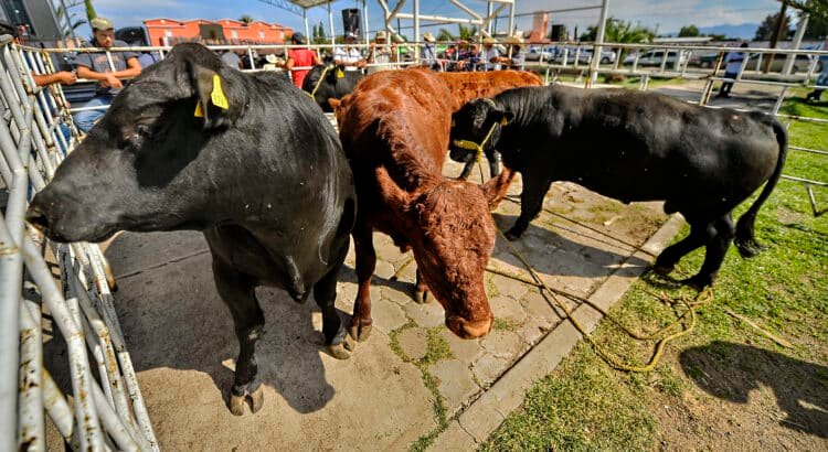 Está en peligro exportación de ganado por el gusano barrenador
