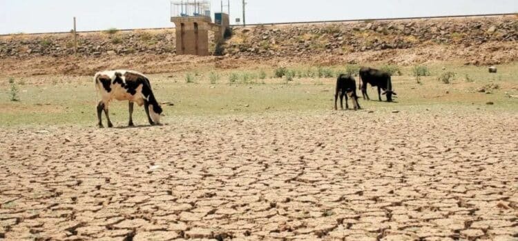 Durango sigue con grave daño de sequía