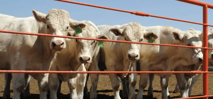 Pérdidas millonarias traerá el cierre de la frontera por el ganado