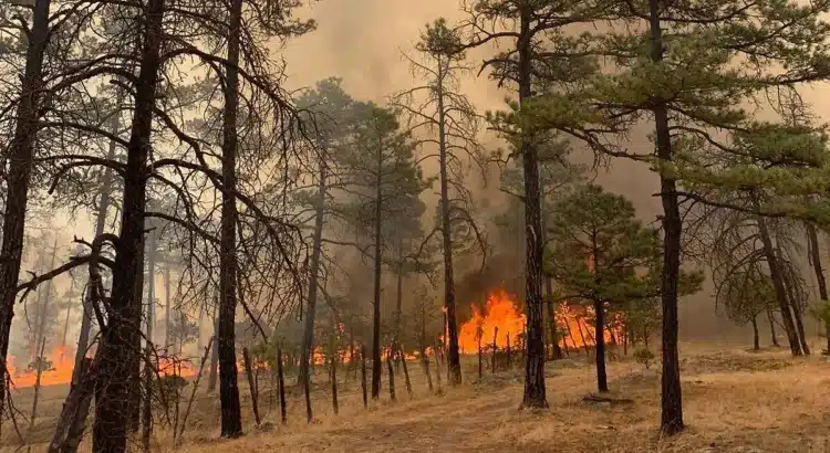 Realizan análisis del Incendio en Tepehuanes y pudo haber sido provocado