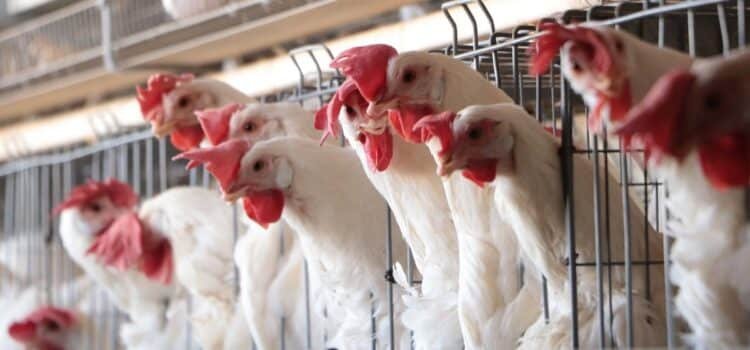 Reportan que subió el precio del pollo tras brote de gripe aviar