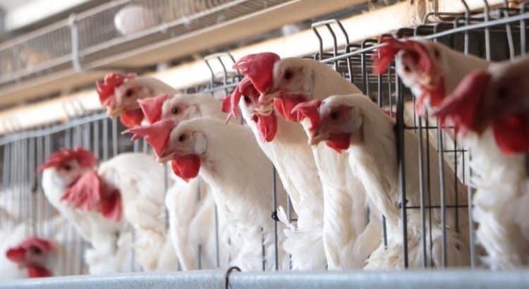 Reportan que subió el precio del pollo tras brote de gripe aviar