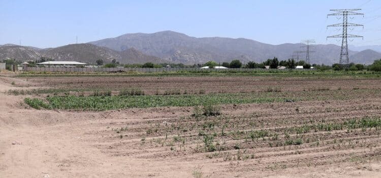 Preocupa a los productores la sequía en Nuevo Ideal