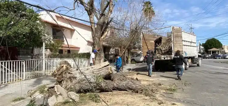 Deja afectaciones las fuertes rachas de viento