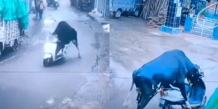 Toro “roba” una motoneta y se “da a la fuga”
