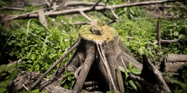 México entra al Top 10 de países con mayor pérdida de bosques en el mundo