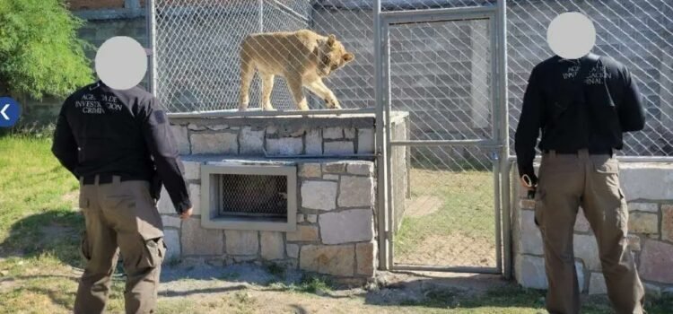 Realizan cateo y aseguran diversas especies animales Realizan cateo y aseguran diversas especies animales