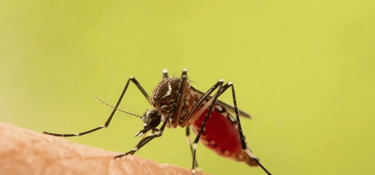 Durango podría comenzar con casos de dengue