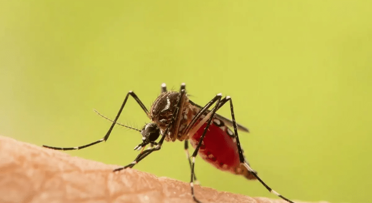 Durango podría comenzar con casos de dengue Durango podría comenzar con casos de dengue