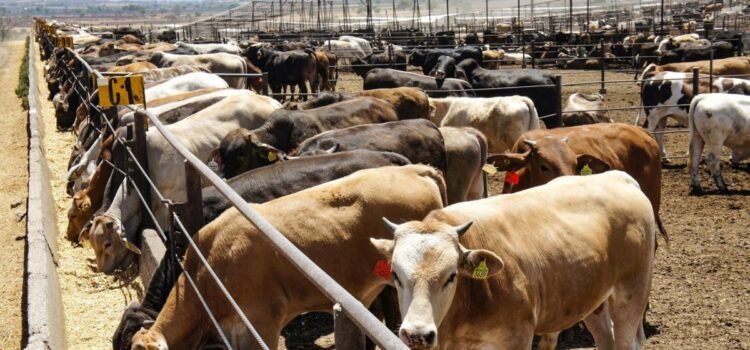 La exportación de ganado podría darse a finales del año