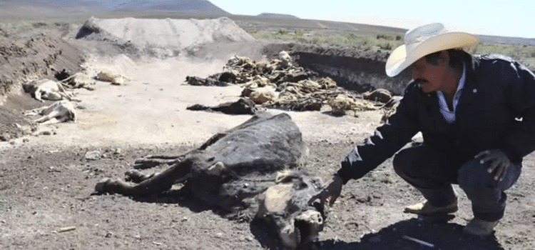 Reportan mil 300 cabezas de ganado muertas por sequía Reportan mil 300 cabezas de ganado muertas por sequía