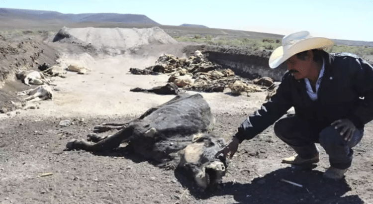 Reportan mil 300 cabezas de ganado muertas por sequía