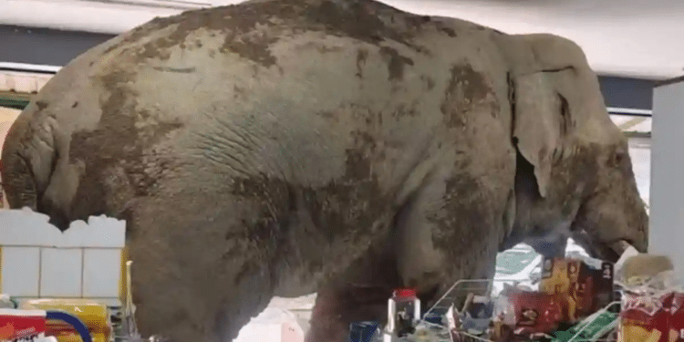 Elefante entró a robar a tienda de conveniencia