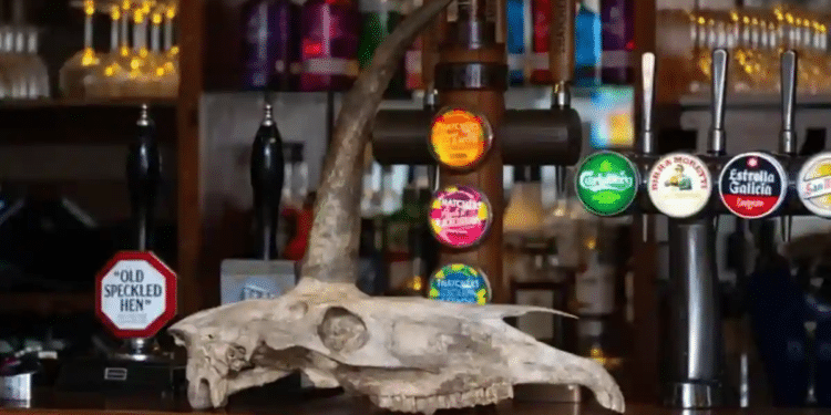 Encontró turista un “cráneo de unicornio”